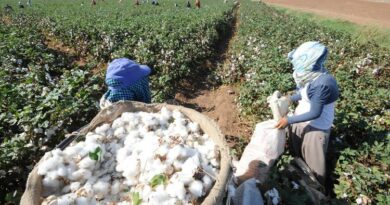 В Узбекистане больных женщин-заключенных заставляют собирать хлопок