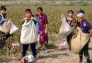 Uzbekistan: forced labor in cotton fields is not completely eliminated