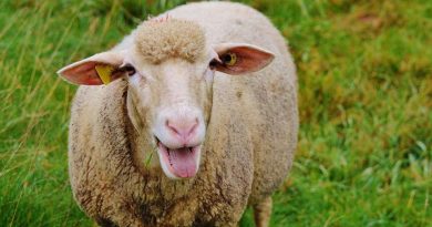 Казахстан: чиновник осужден за взятку в виде баранов